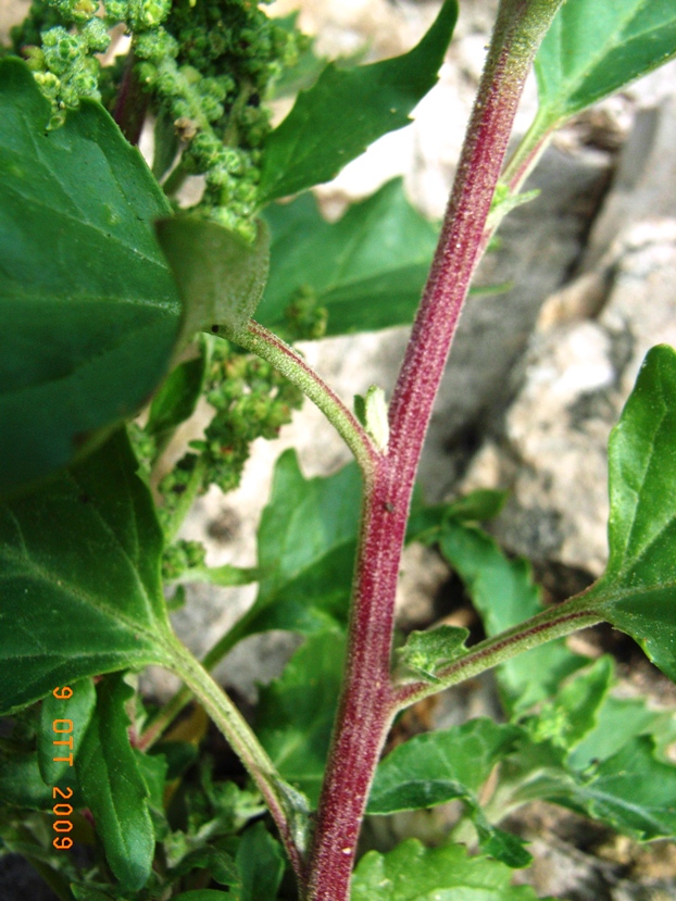 Chenopodium murale